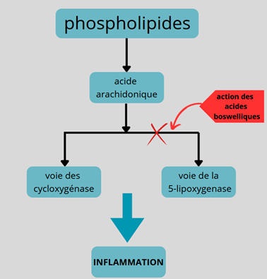 explication de l'action des acides boswelliques sur les processus inflammatoires